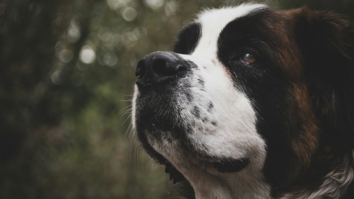    Далеко не все собаки способны работать в холоде и разряженном воздухе