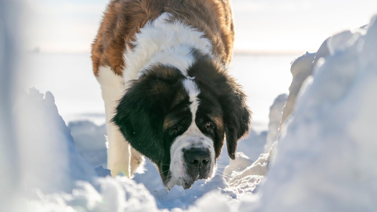    Сенбернары, пожалуй, первыми приходят в голову при упоминании собак, работающих в горах