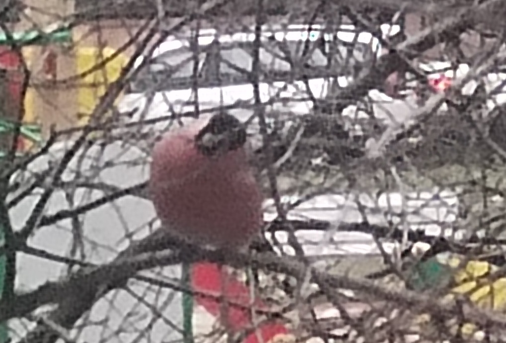 А ВОТ И Я! А ВЫ ЧТО ДЕЛАЕТЕ?МЕНЯ ФОТОГРАФИРУЕТЕ?! - из личных фото автора Лидии Шатиловой,. Фото  от моих внучек! 