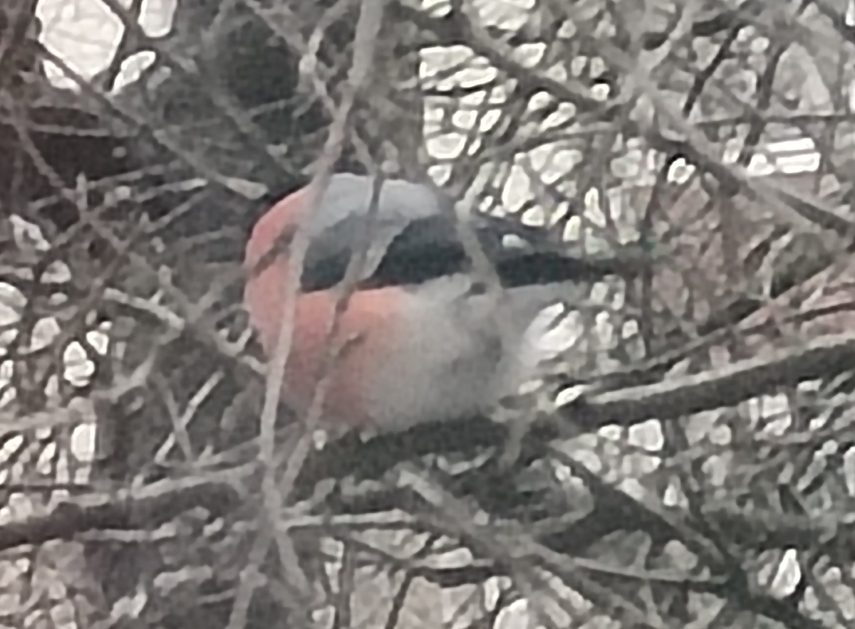 КРАСАВЕЦ СО ВСЕХ СТОРОН!  из личных фото автора Лидии Шатиловой. Фото от внучек.