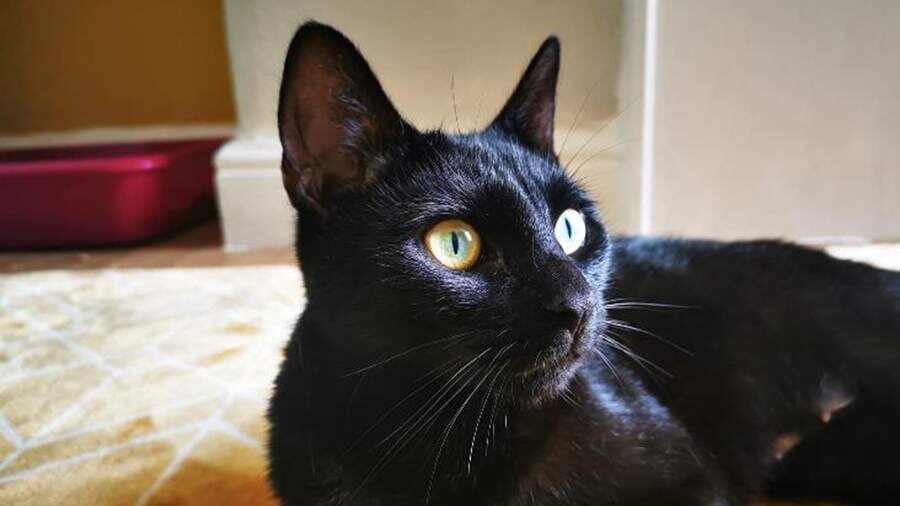    Фото: Global Look Press/Cover Images/Keystone Press Agency