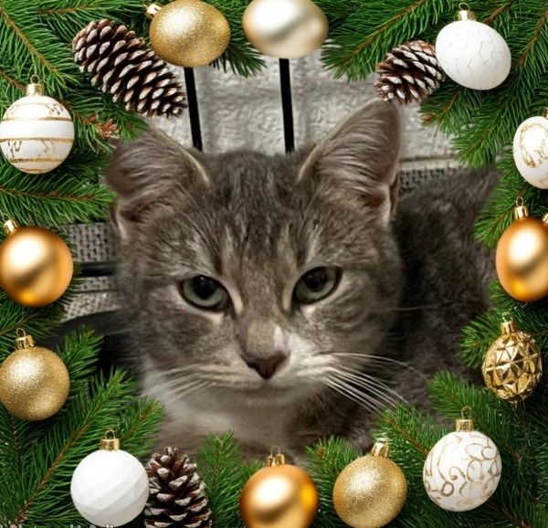 Я Жюли и я немного ещё в стрессе после перемен в моей жизни, но я очень классная, ласковая, умная, игривая девочка 😻