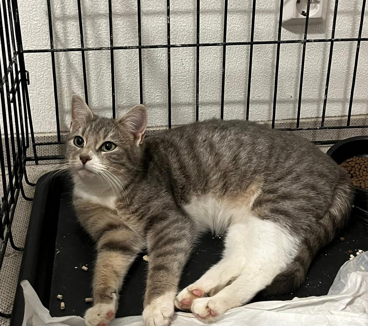 Мне не хочется сидеть в клетке. Я попросила деда Мороза прислать мне заболтивую котомаму) 🎁Помогите пожалуйста мне скорее стать домашней! 🐾