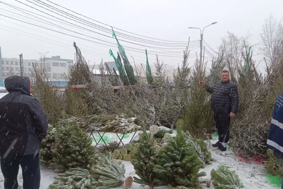    В Петербурге пресекли незаконную торговлю елками. Фото: t.me/kkispb