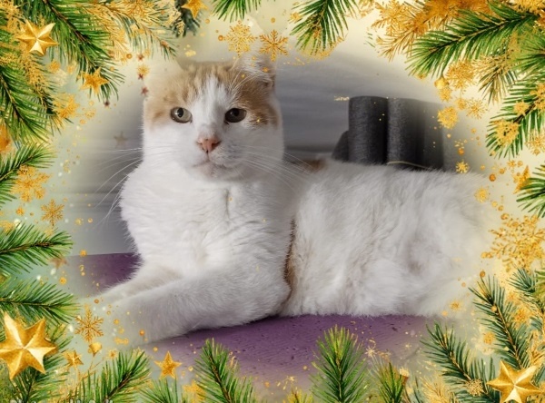 Я знаю, что Дед Мороз получил моё письмо и уже ищет дом) 🏡