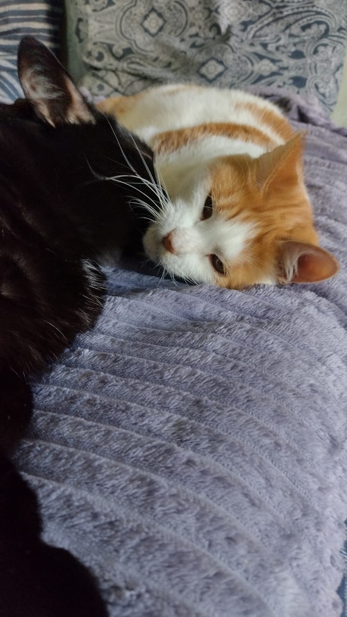 Я люблю ласку и отлично умею дружить с другими котиками и собачками в доме 🐶🐱