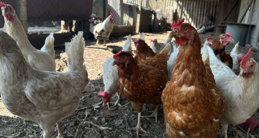    Фото usolie.info