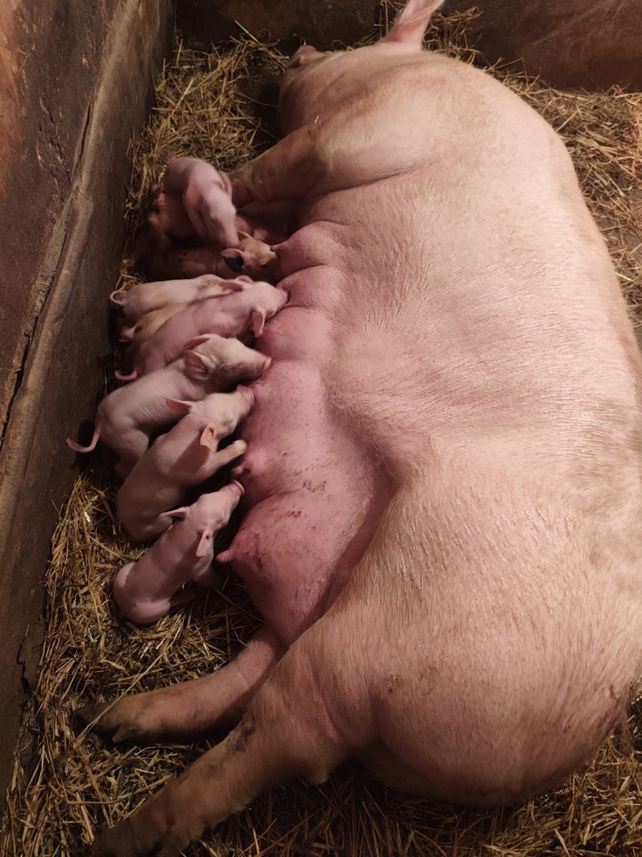 Было 9,сейчас 8 - одного придавила. 