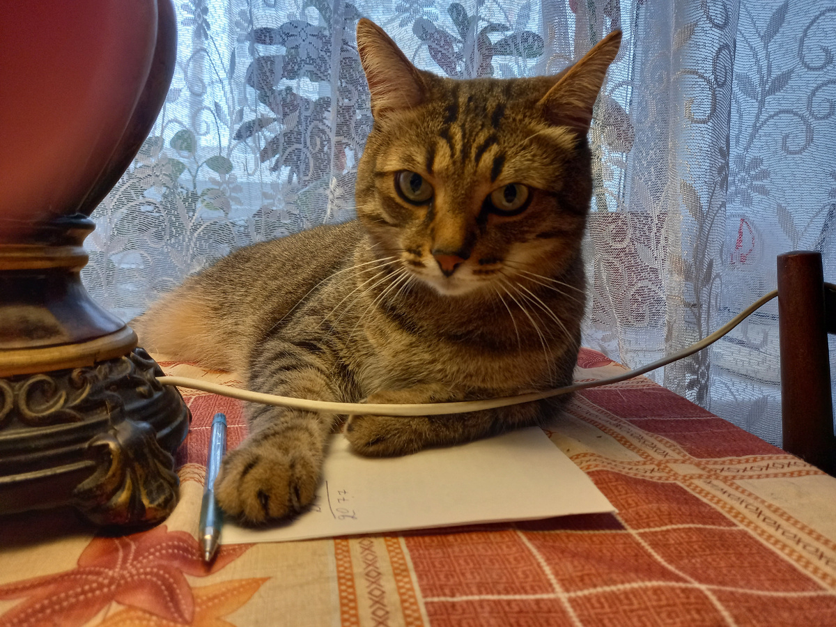Кот ученый. Фото автора. Кот и название снимка мамы автора.