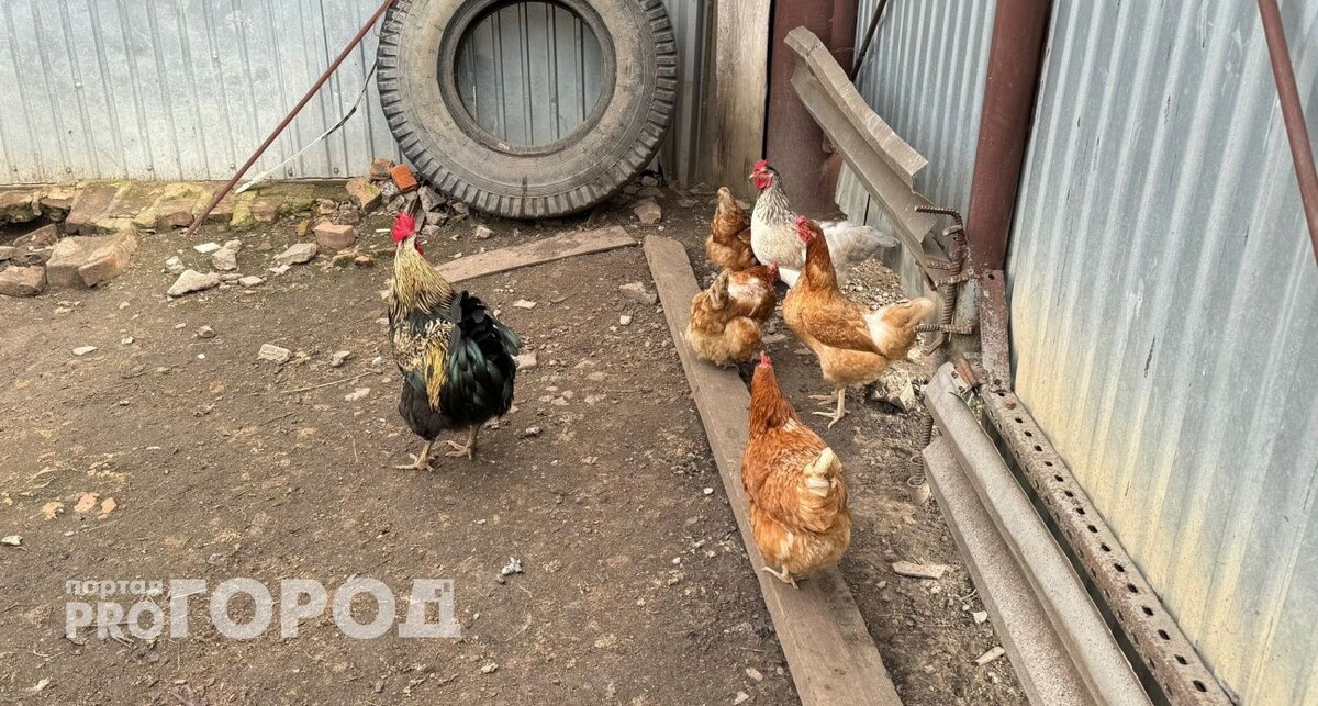    Из архива "Про Город"