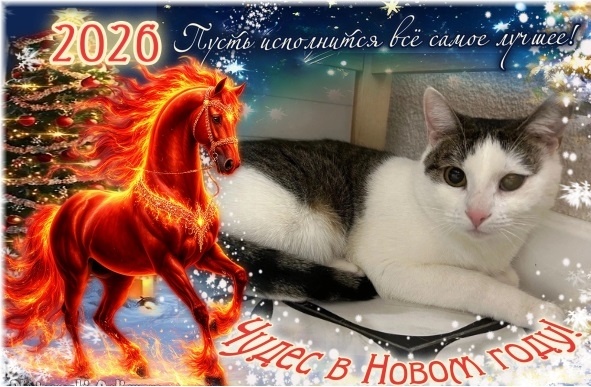 Поздравляю всех вас с Новым Годом! Желаю чтобы в Новом Году все ваши мечты сбылись!🎄🎁