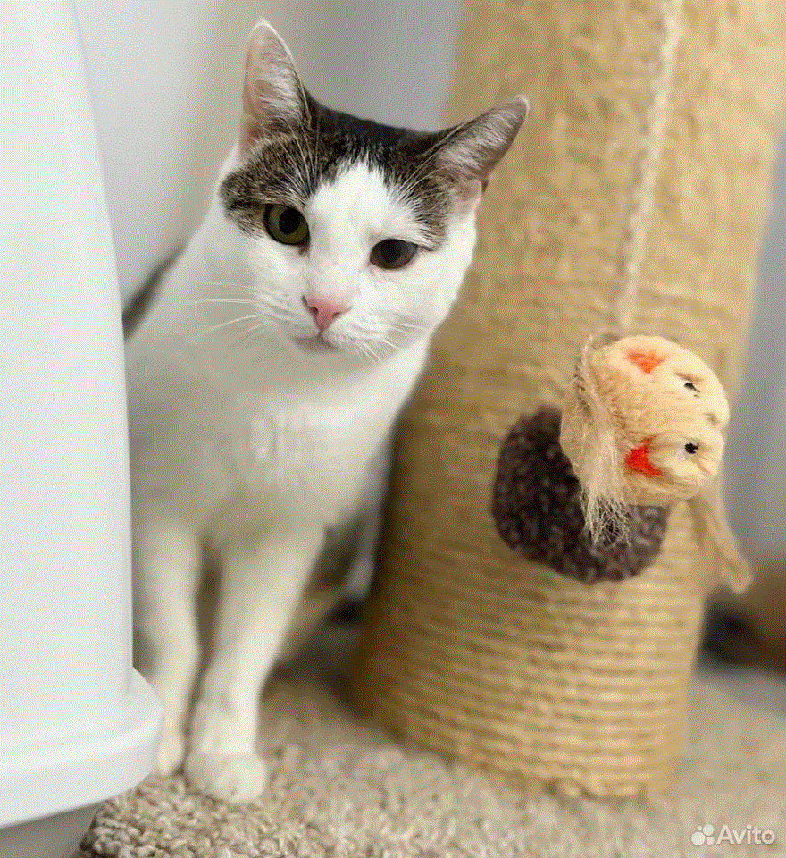 Я хорошая, люблю поболтать, попеть песенки, иногда на всю квартиру 😻 Могу рассказать вам свою историю, да и вообще поддержать разговор на любые темы 😺