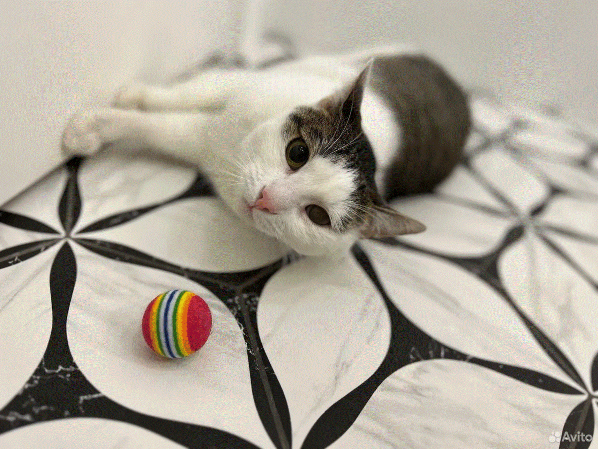 Люблю играть и внимание к себе, мне нравится обещние с человеком) Могу помочь с уборкой в квартире) 💞