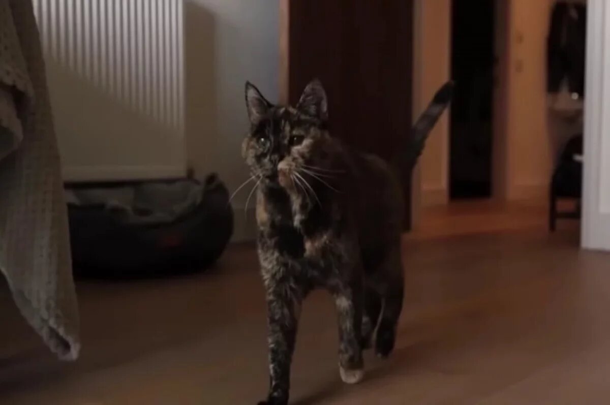    Старейшая в мире кошка Флосси отметила свой 30-летний юбилей