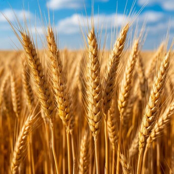 Иллюстрация: Шедеврум