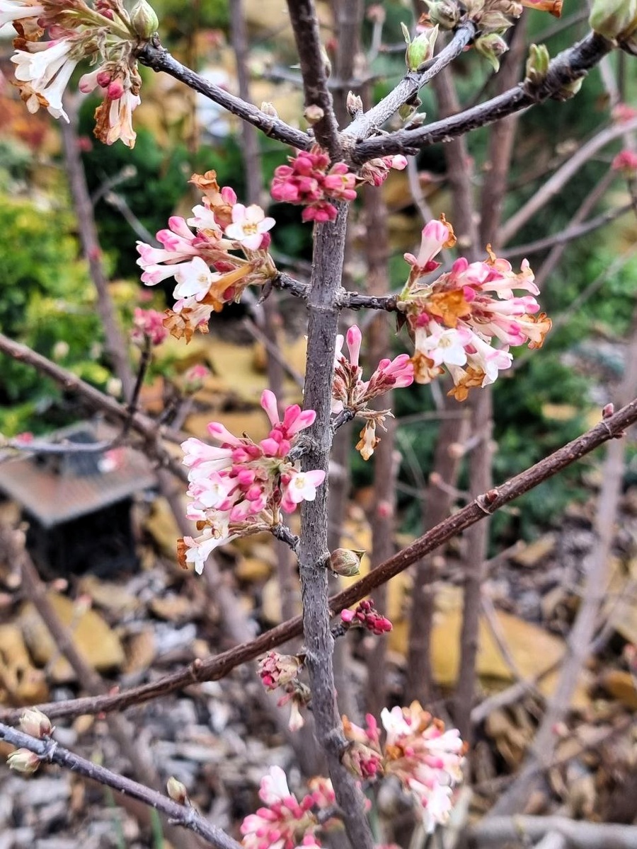 Viburnum bodnantense 'Charles Lamont'.