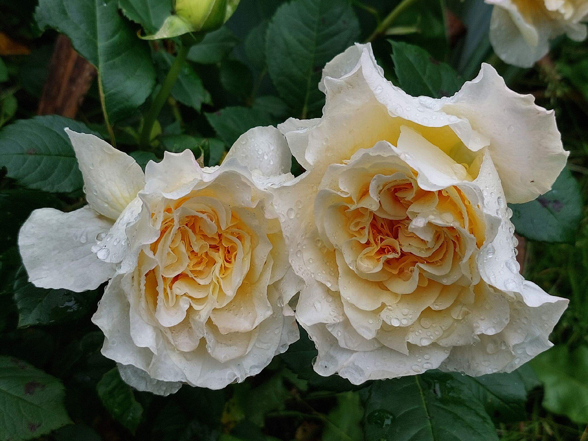 Роза Мисс Файн