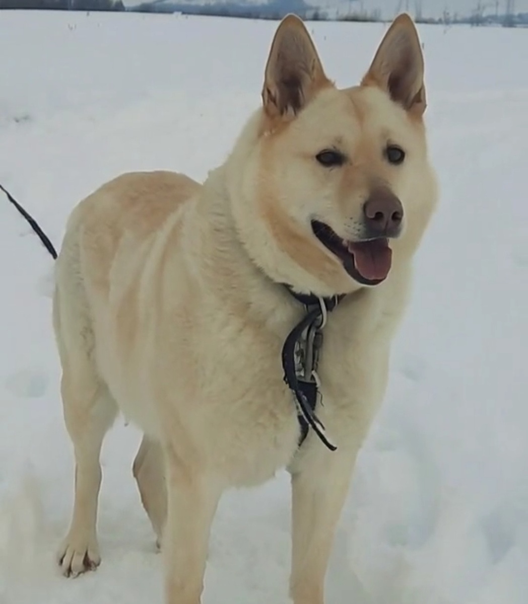 Шикарная блондинка 