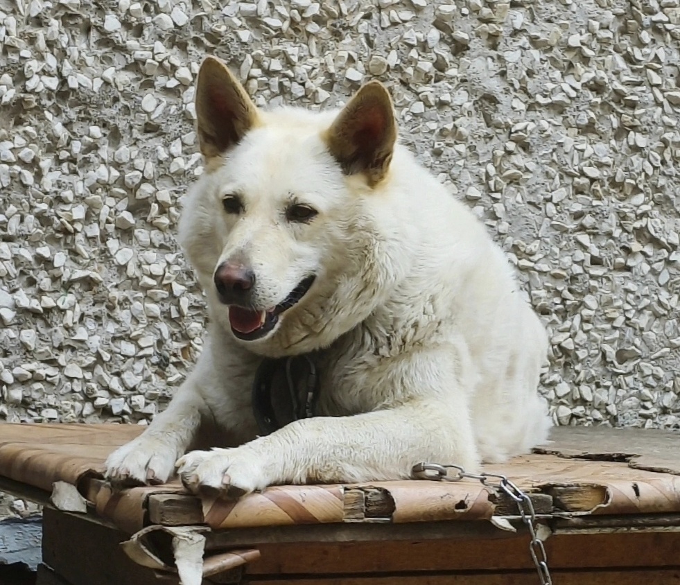 На страже столовой 