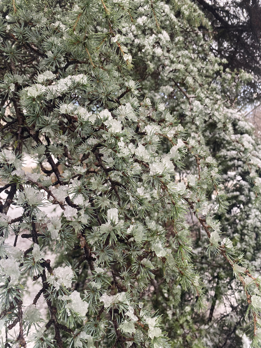 Кедры на нашей улице