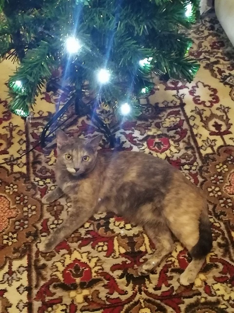 Новогоднее фото автора. 