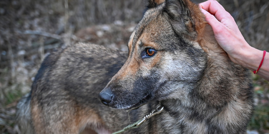 Письмо к Деду Морозу от Кузи с большой надеждой и любовью