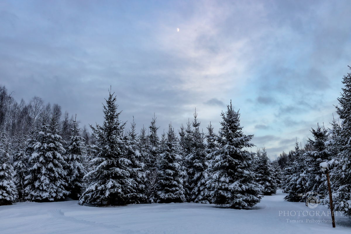 Зимний лес. Фотограф Тамара Прибойченко
