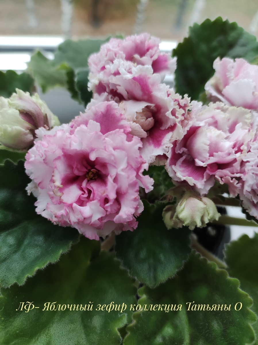 ЛФ- Яблочный зефир 