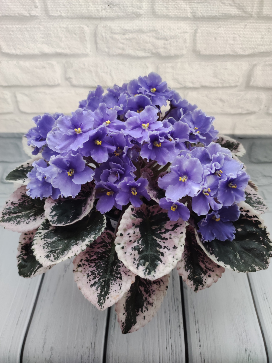 Р -Анютины глазки.