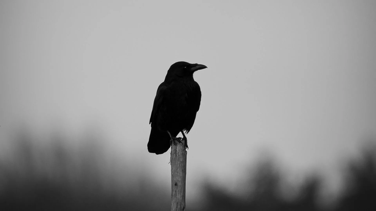 Изображение взято из открытых источников