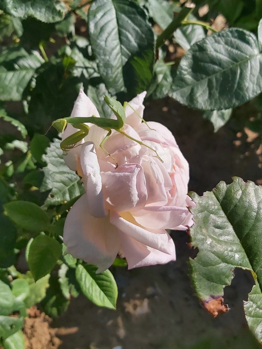 Отдыхает, живёт, кушает.