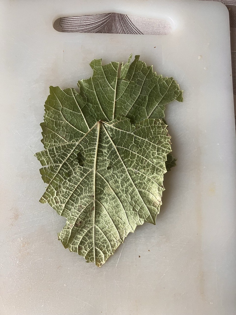 Лист винограда