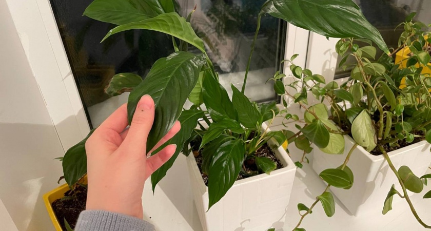    Автор фото - Анна Ефимова