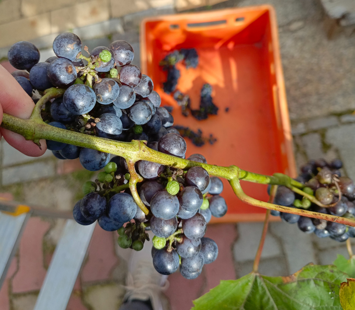 Калининградский виноград сорта "Изабелла"