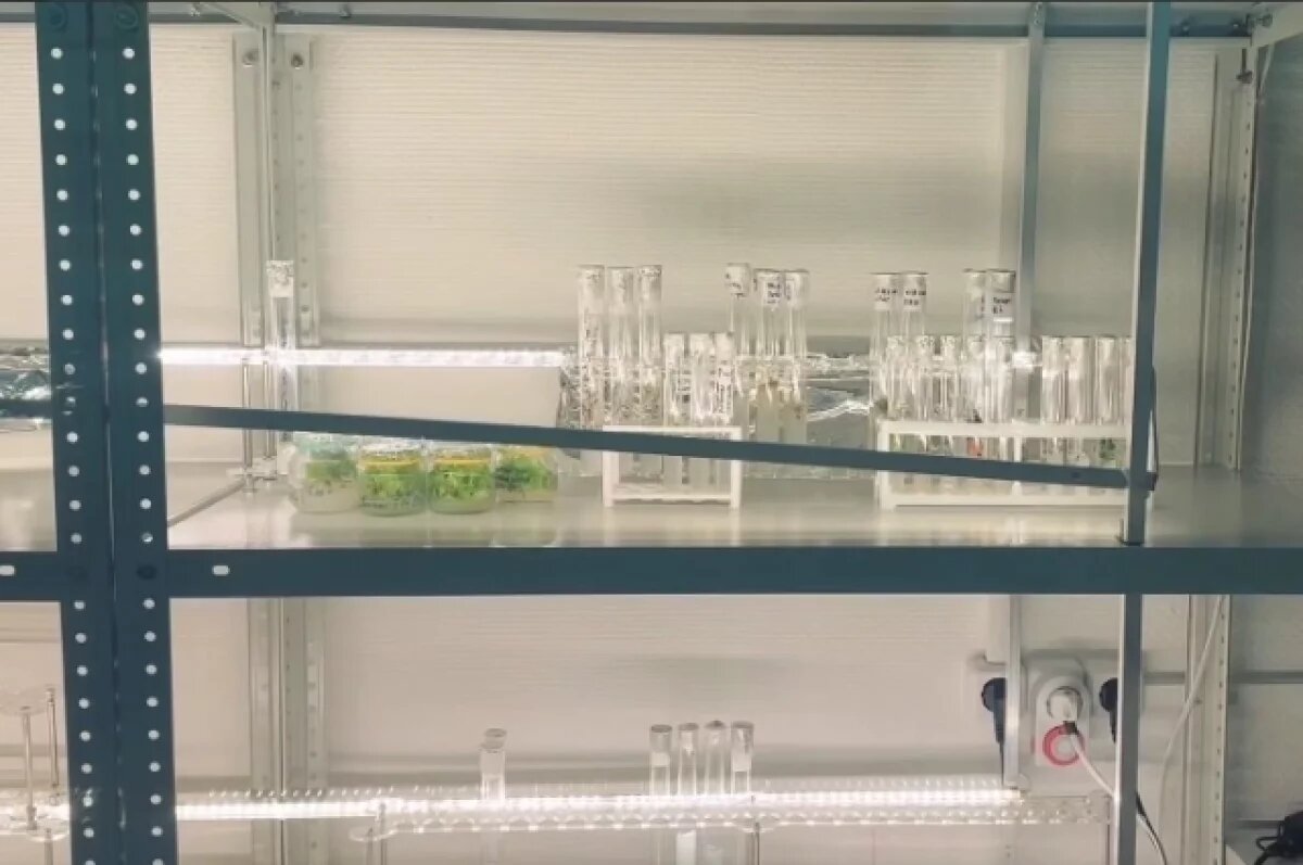    Приморские учёные сообщили об открытии, способном помочь в лечении рака