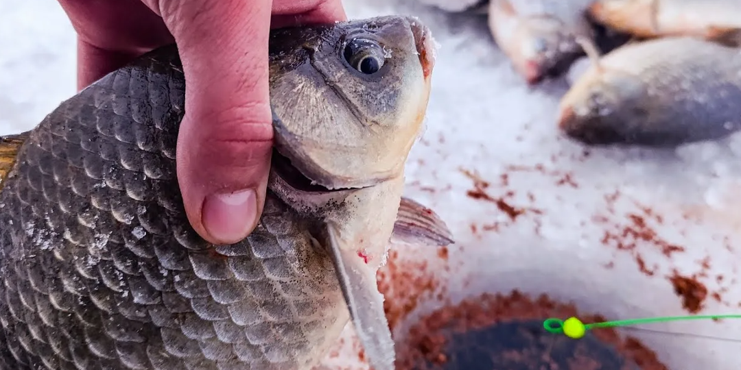 Карась зимой: почему на одном пруду клюёт, а на другом — тишина