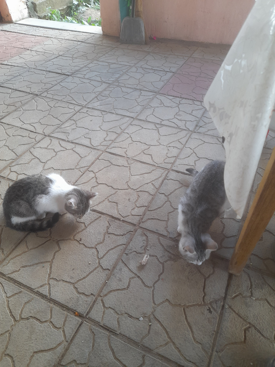 Барсик и Мурзик