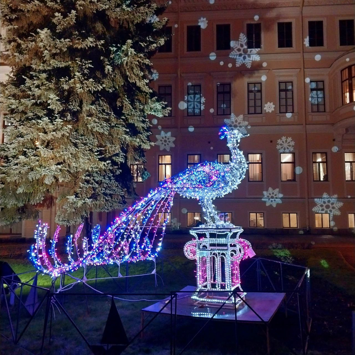 Это прямо Птица Счастья для меня))) Фотография автора