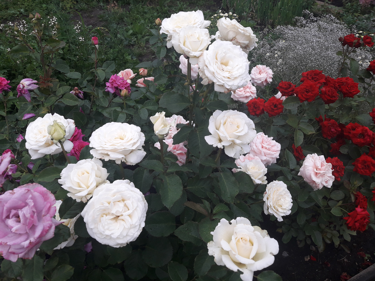  Irina и Niccolo Paganini