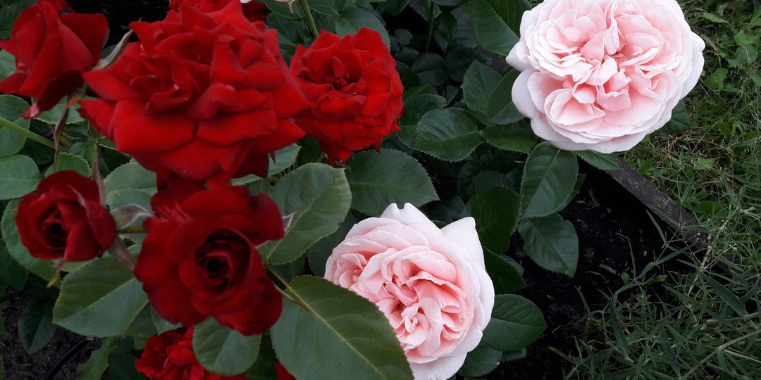 Удачные цветовые сочетания роз. Красные розы