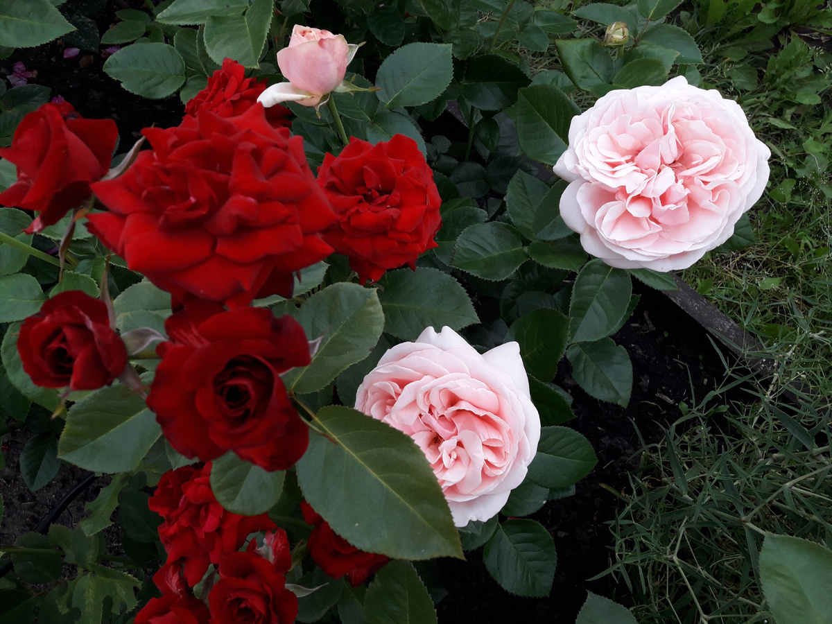 Niccolo Paganin и Aphrodite