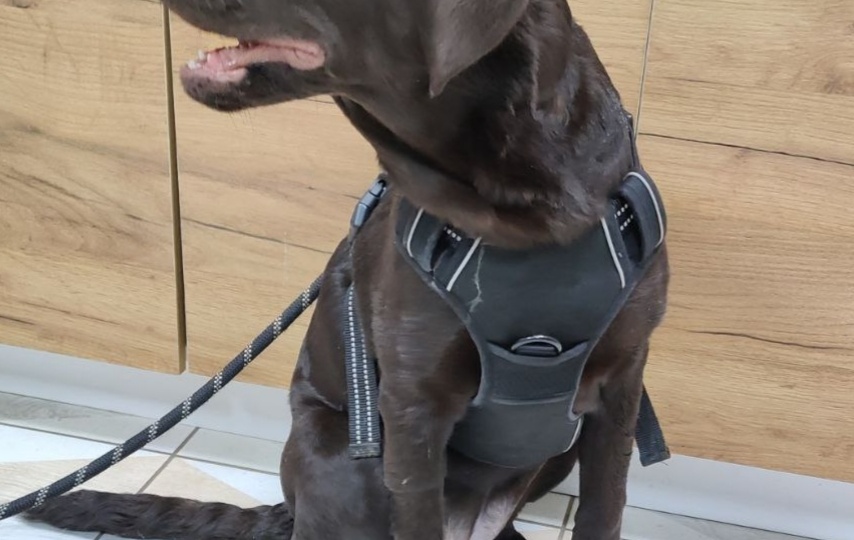 Отказ от еды у питомца: что это значит и как действовать