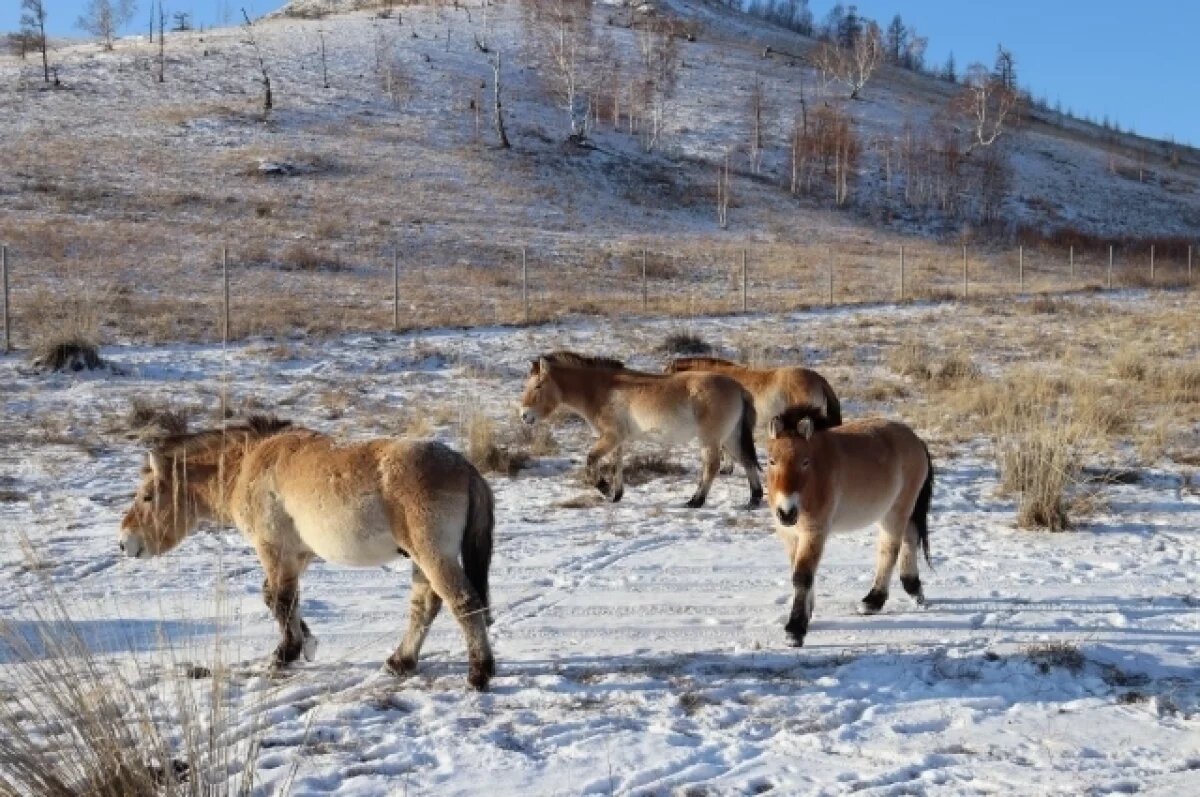    Рыжие и коренастые.