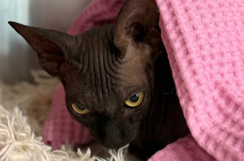 Повышенная температура у питомца: что это значит и как помочь