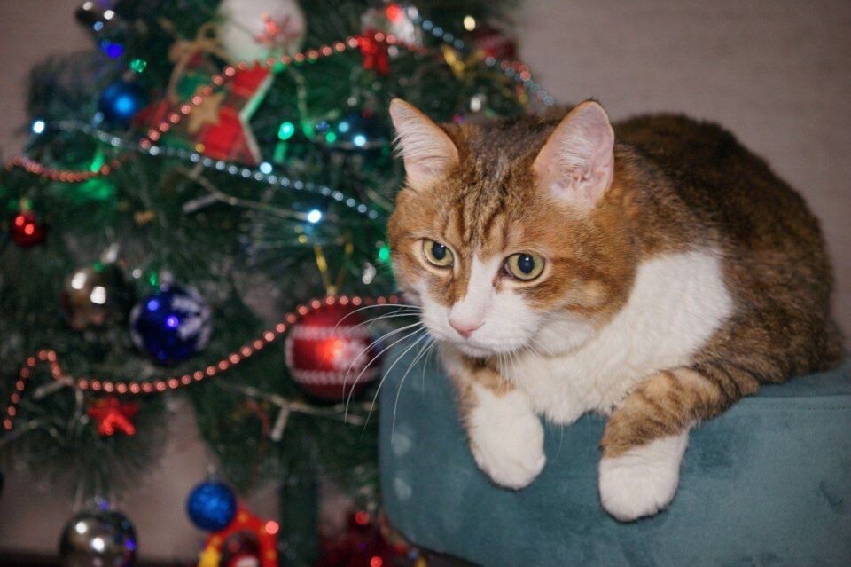    Котики в новогоднем антураже. Источник: Предоставлено "Толку"