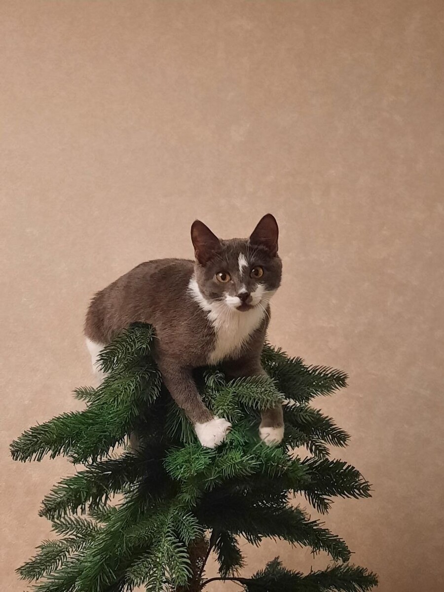    Котики в новогоднем антураже. Источник: Предоставлено "Толку"