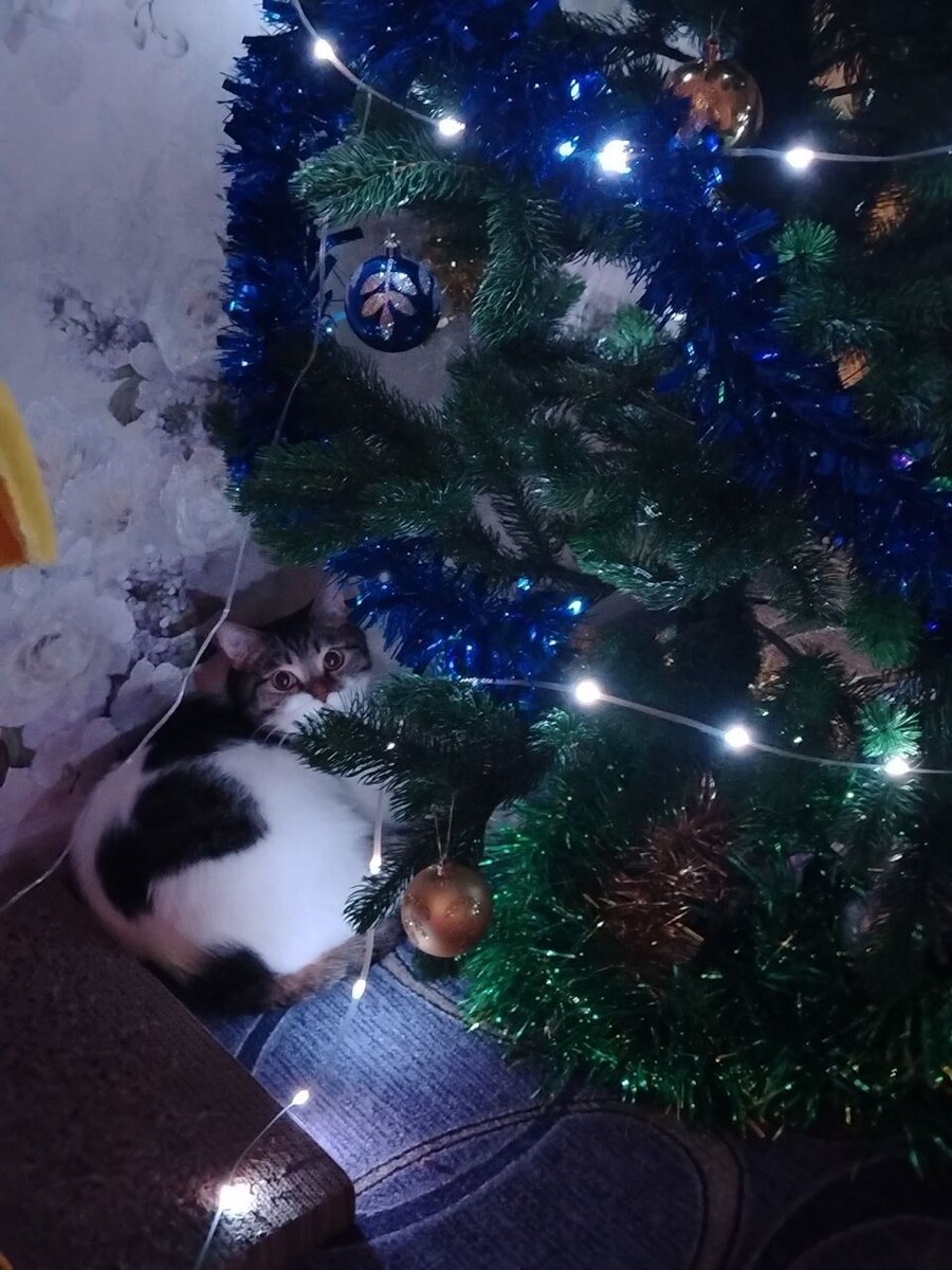    Котики в новогоднем антураже. Источник: Предоставлено "Толку"