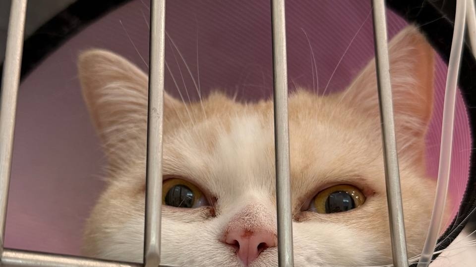 Жидкий стул у питомца: от несварения до угрозы для жизни