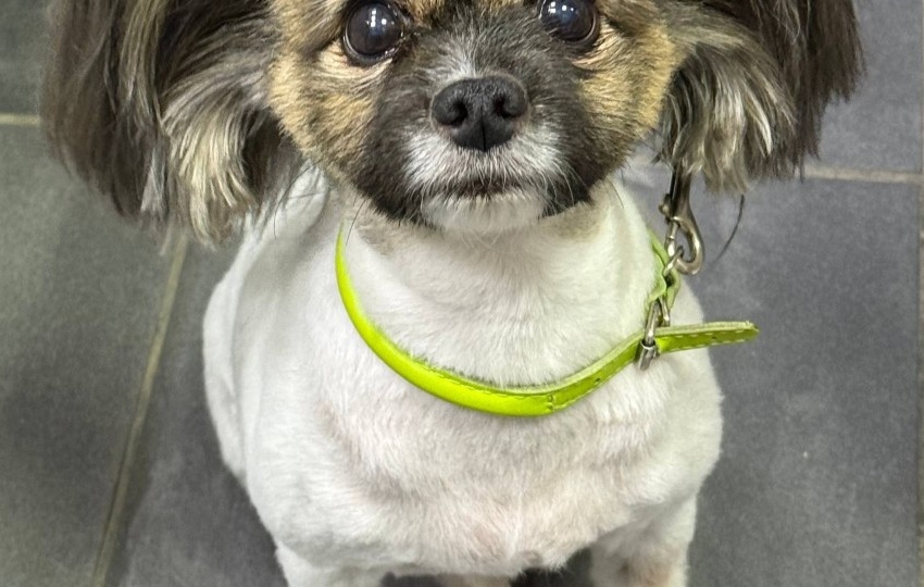 Болезненность живота у питомца: когда это «скорая» и как не навредить