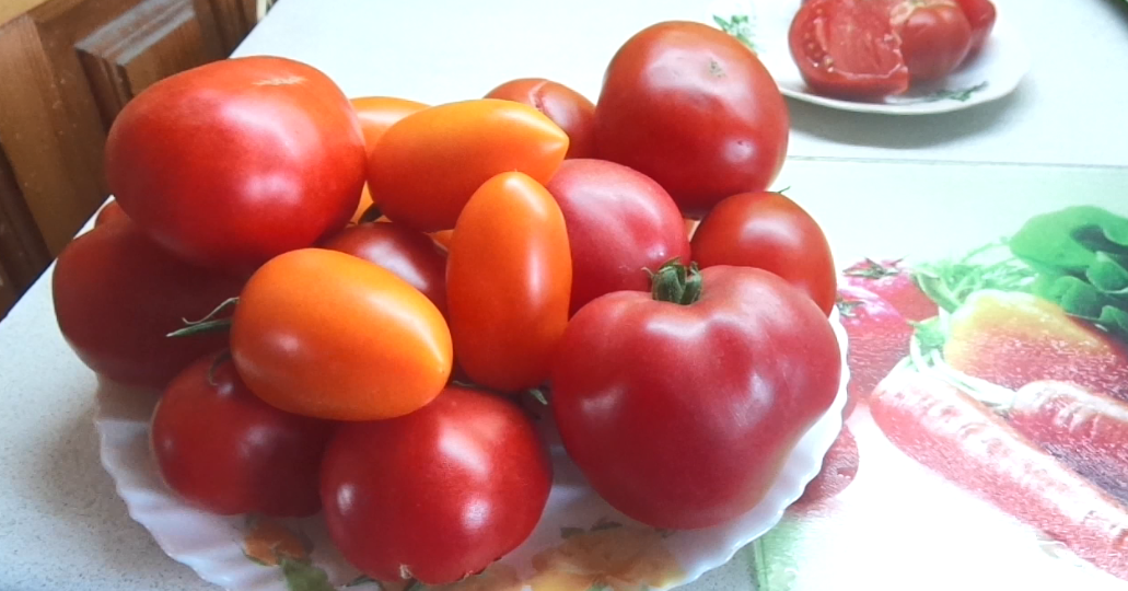 Лучшие томаты для сибиряков и северян! Томат Госпожа Удача. №66. Неприхотливый выносливый сорт с крупными плодами!